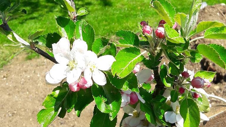 Apfelblüte am 7. Mai in Parsberg (Foto: SWR, SWR -)