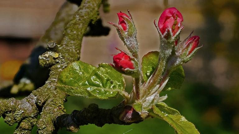 Apfelblüte in Diepholz (Foto: SWR, SWR -)