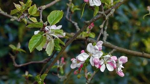 Apfelbaum mit Blüten (Foto: SWR, SWR -)