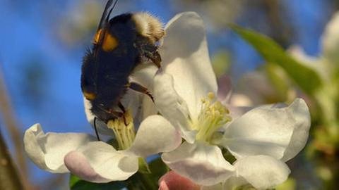 Biene sitzt auf geöffneter Apfelblüte (Foto: SWR, SWR -)