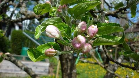 Apfelblüte in Meßstetten (Foto: SWR, SWR -)