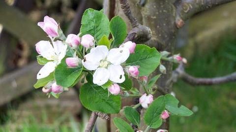 Apfelblüte in Wißgoldingen (Foto: SWR, SWR -)