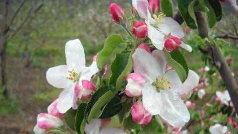 Apfelblüte in Mazedonien (Foto: SWR, SWR -)