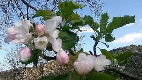 Apfelblüte in Traben-Trarbach (Foto: SWR, SWR -)