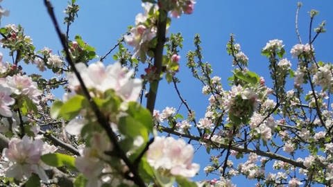 Apfelblüte in Ettlingen am 13. April 2020 (Foto: SWR)
