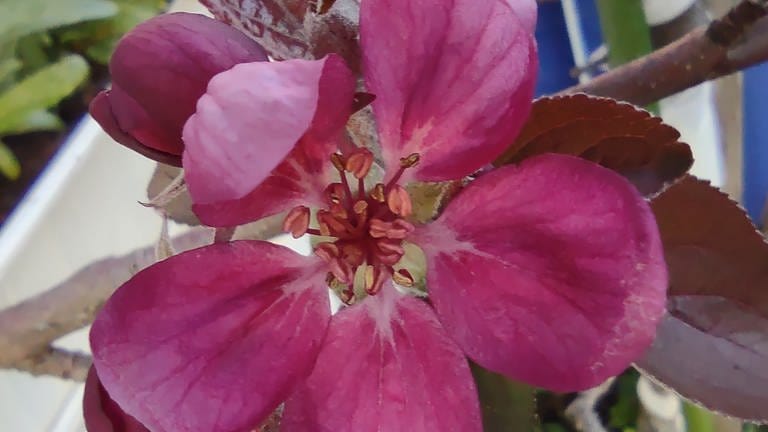 14. April. Das ist die Sorte mit den tief pinkfarbenen Blüten und dem rötlichen Fruchtfleisch: Redlove! Foto erreichte uns aus Hürth. (Foto: SWR)
