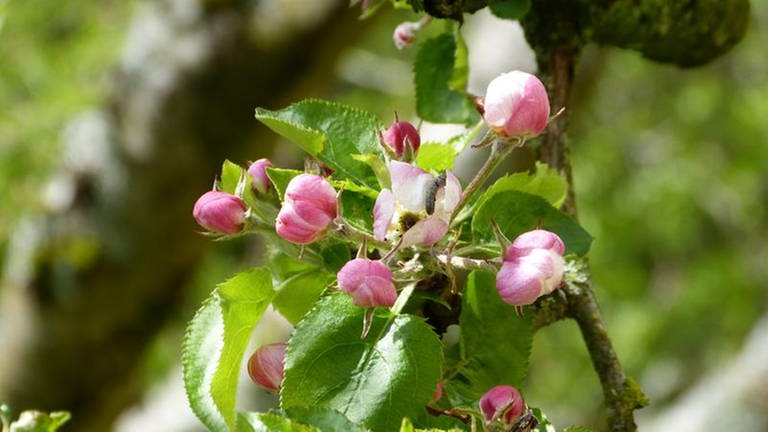 29. April: Raupenattacke auf eine Apfelblüte in Philippsheim im Kylltal in der Eifel!