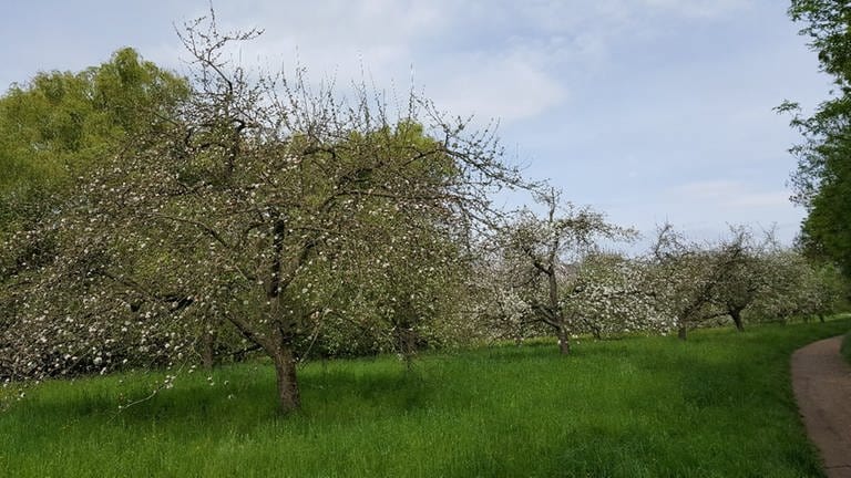 7. Mai: So sieht das im Idealfall aus. Apfelbaum an Apfelbaum auf einer Streuobstwiese in Bonn. (Foto: SWR)
