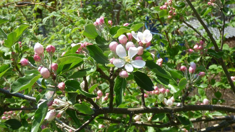 20. Mai: Aufbrechende Apfelblüten am Langfjord in Norwegen!!! Und wie viele! Letztes Jahr hing dort am Ende nur ein Apfel am Baum, nun aber schaut das viel besser aus. Toll, dass wir jedes Jahr Nachricht vom Langfjord erhalten. Oft ist dann bei uns die Blüte auch in den Höhenlagen schon durch, dieses Jahr aber nicht.