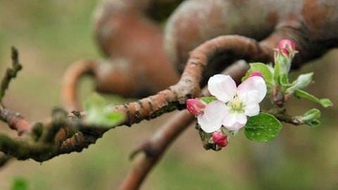 Apfelblüte am Baum