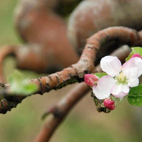 Apfelblüte am Baum