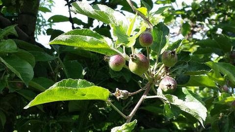 Erste Äpfel in Waldkirch (Foto: SWR, SWR -)