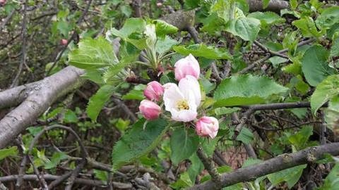 Apfelblüte in Kinheim Kindel im Moseltal (Foto: SWR, SWR -)