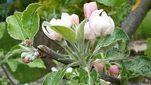 Apfelblüte in Nospelt (Foto: SWR, SWR -)