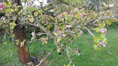Apfelbaum Bestwig am 4. Mai