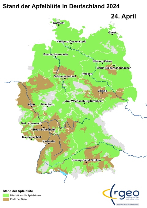 Landkarte der Ausbreitung der Apfelblüte in Deutschland am 24. April 2024 (Foto: SWR)