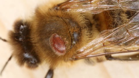 Vor allem im Verbund mit Viren können Varroa-Milben für Bienen gefährlich werden. (Foto: IMAGO, imago)
