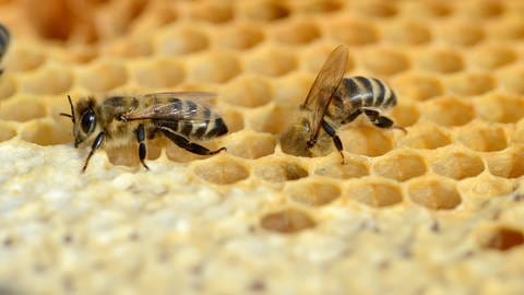 Bienen gehen auf soziale Distanz, wenn sie mit Erregern infizierte Artgenossen am Geruch erkennen. (Foto: IMAGO, imago images/Nature Picture Library)