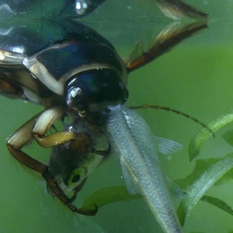 Ein jagender Käfer (Foto: SWR, SWR -)