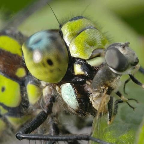 eine Libelle (Foto: SWR, SWR -)