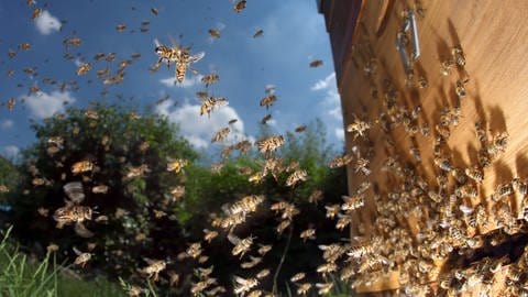 Bienen sprechen Dialekt. Deshalb sollten Bienen auch möglichst nur regional eingesetzt werden. (Foto: IMAGO, imago images / Frank Sorge)