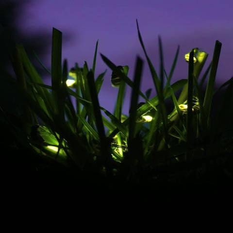 Glühwürmchen (Foto: SWR, SWR -)