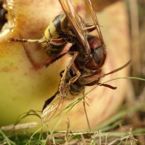 Eine Biene im Kampf mit einer Hornisse (Foto: SWR, SWR -)