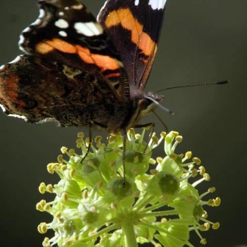 Ein Schmetterling (Foto: SWR, SWR -)
