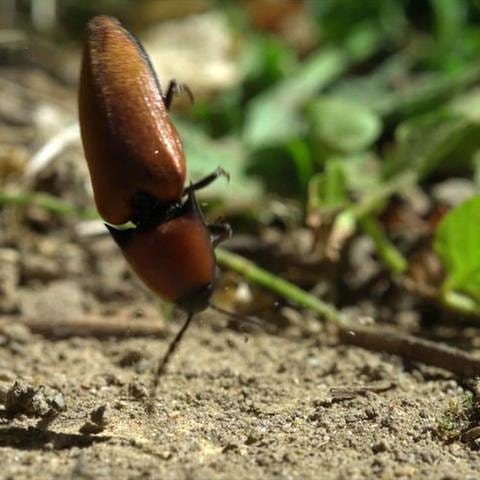 Ein Käfer (Foto: SWR, SWR -)