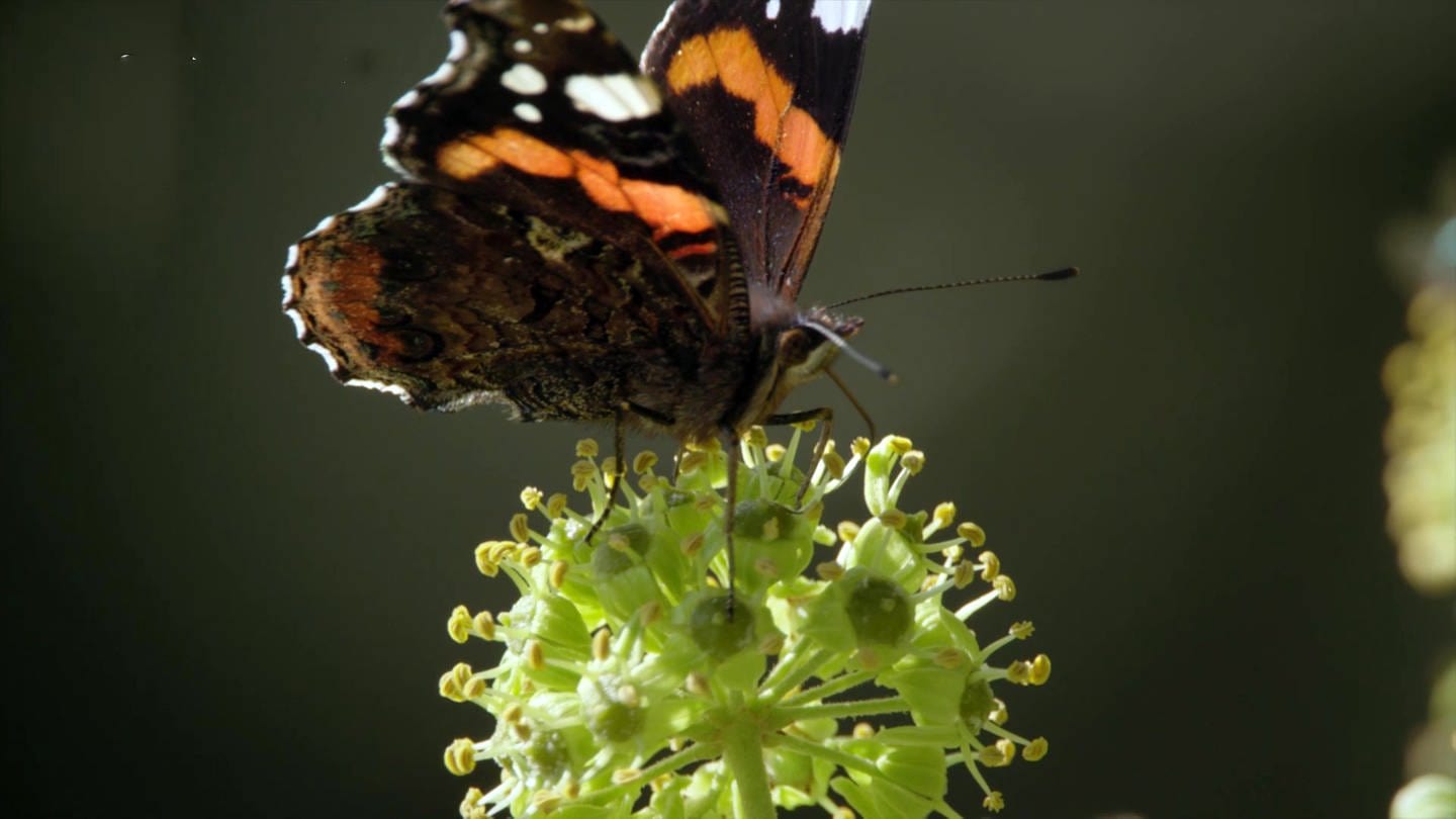 Ein Schmetterling (Foto: SWR, SWR -)