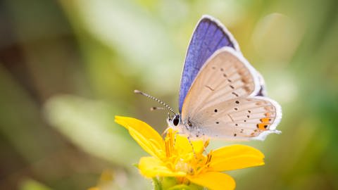 Schmetterling (Foto: IMAGO, Imago)