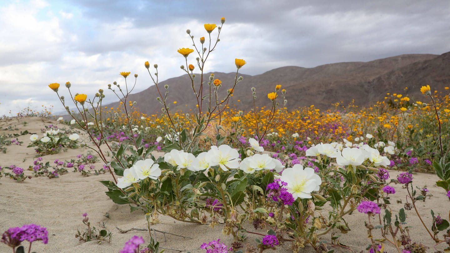 Die Wüste blüht! In Kaliforniens Anza Borrego Desert State Park sprießen Kakteen und Sukkulenten (Foto: IMAGO, Imago)