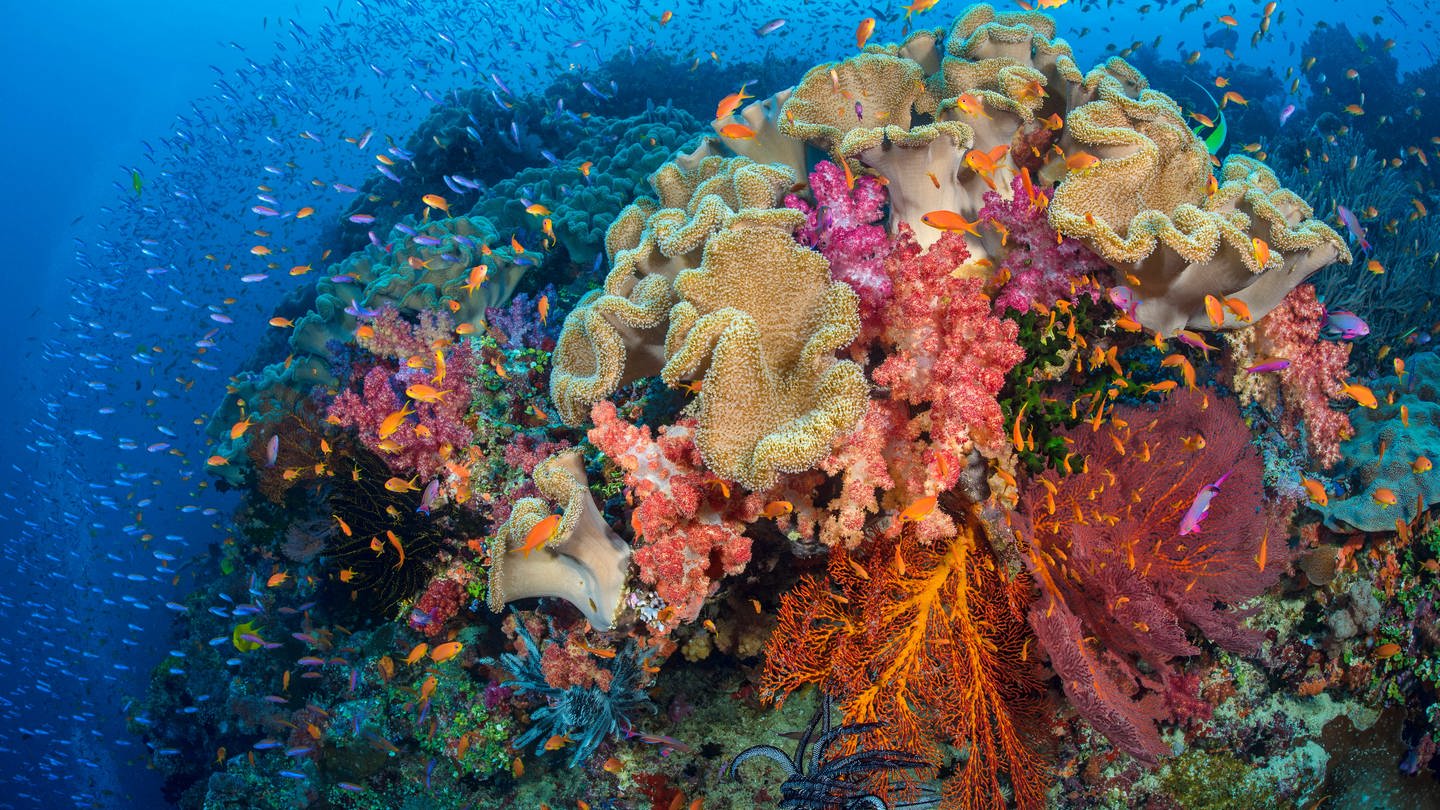 Korallen (Foto: IMAGO, Imago)