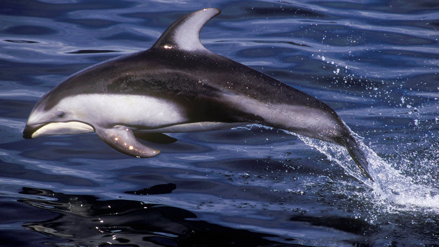 Delfin (Foto: IMAGO, Imago)