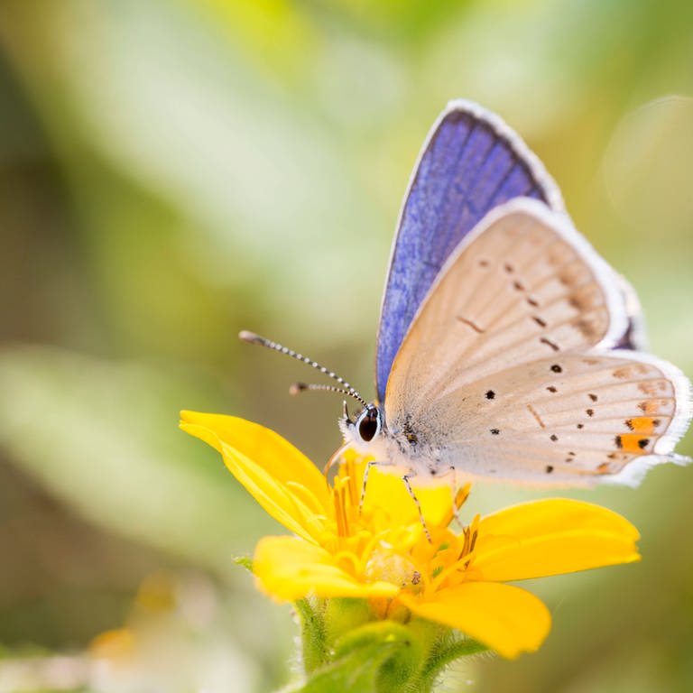 Schmetterling (Foto: IMAGO, Imago)