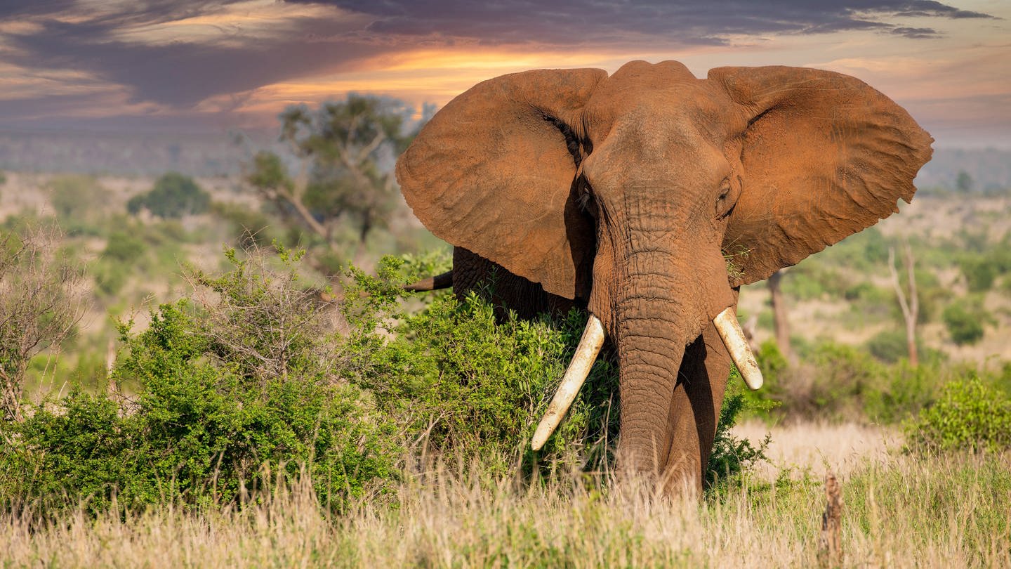 Elefant (Foto: IMAGO, Imago)