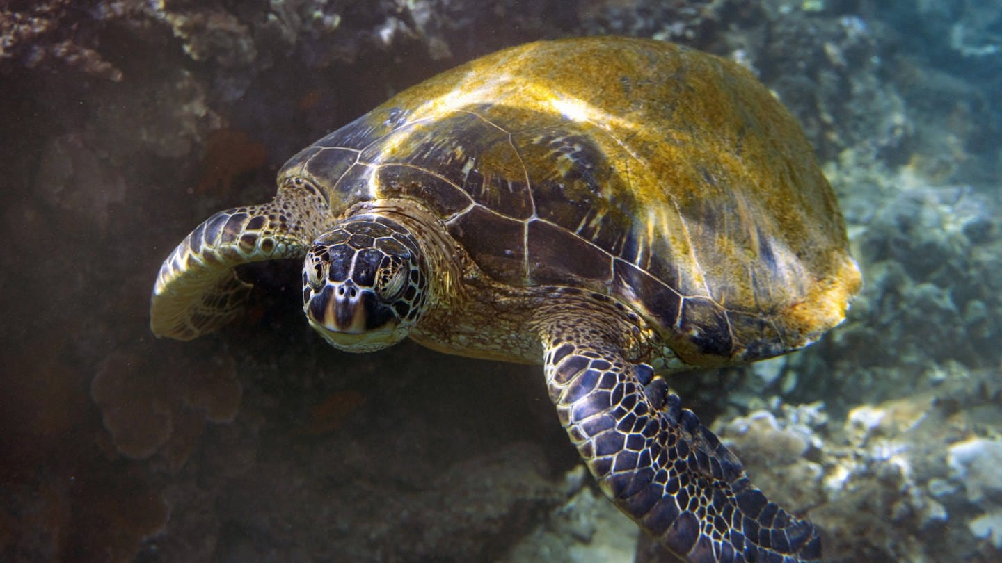Meeresschildkröte (Foto: IMAGO, Imago)
