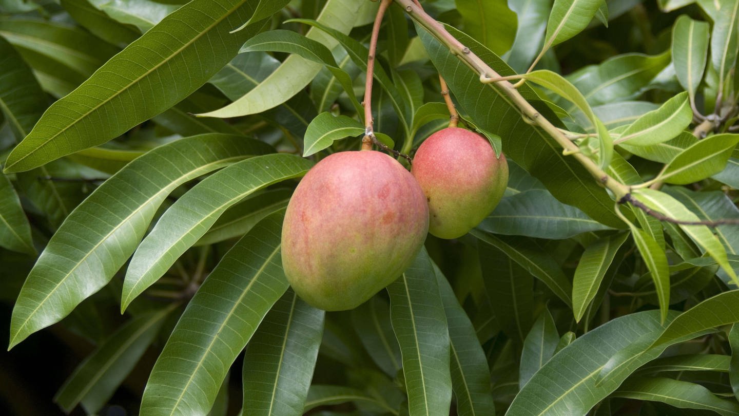 Mangos am Baum (Foto: IMAGO, Imago)