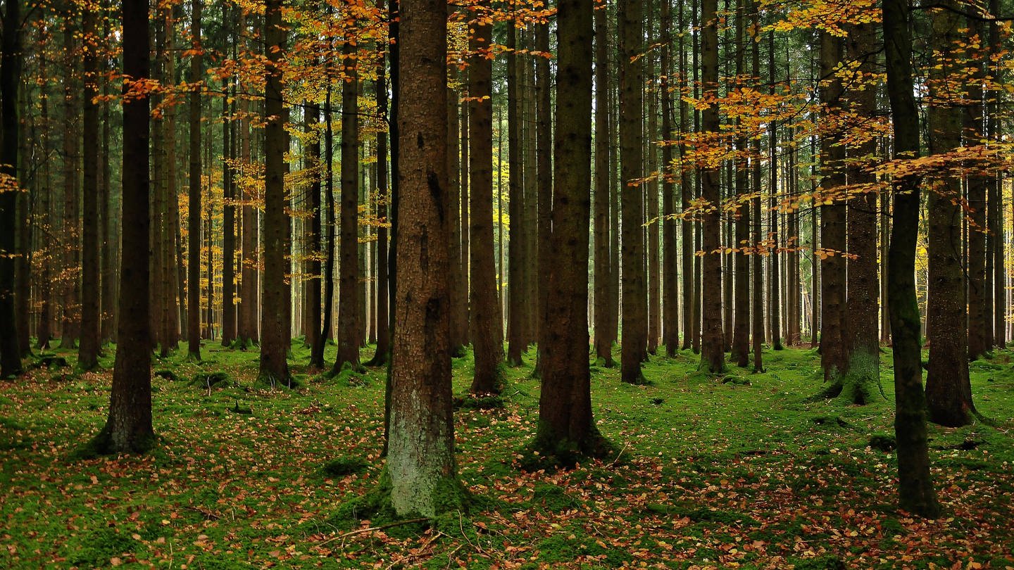 Wald (Foto: IMAGO, Imago)