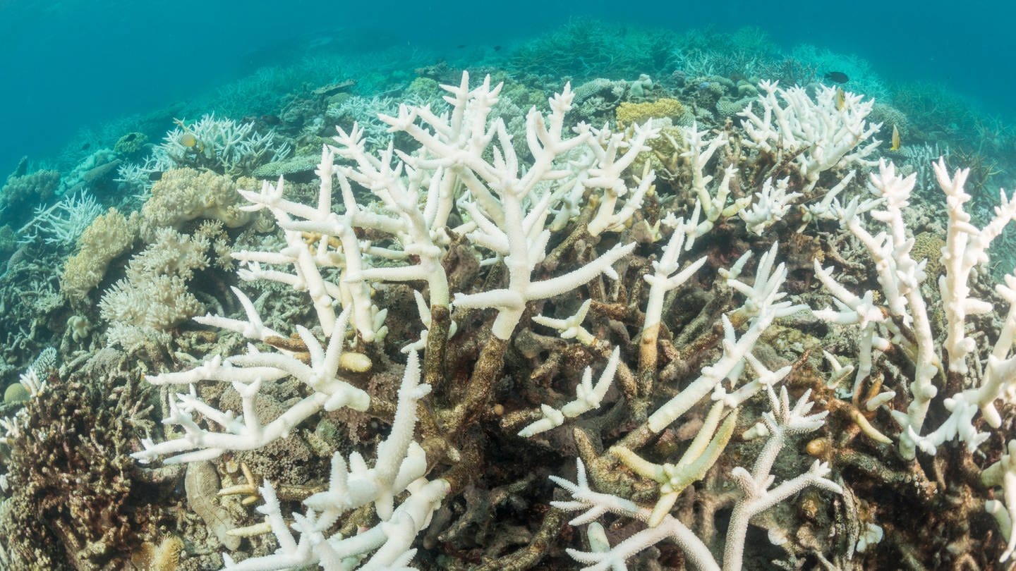 Korallenbleiche (Foto: IMAGO, Imago)