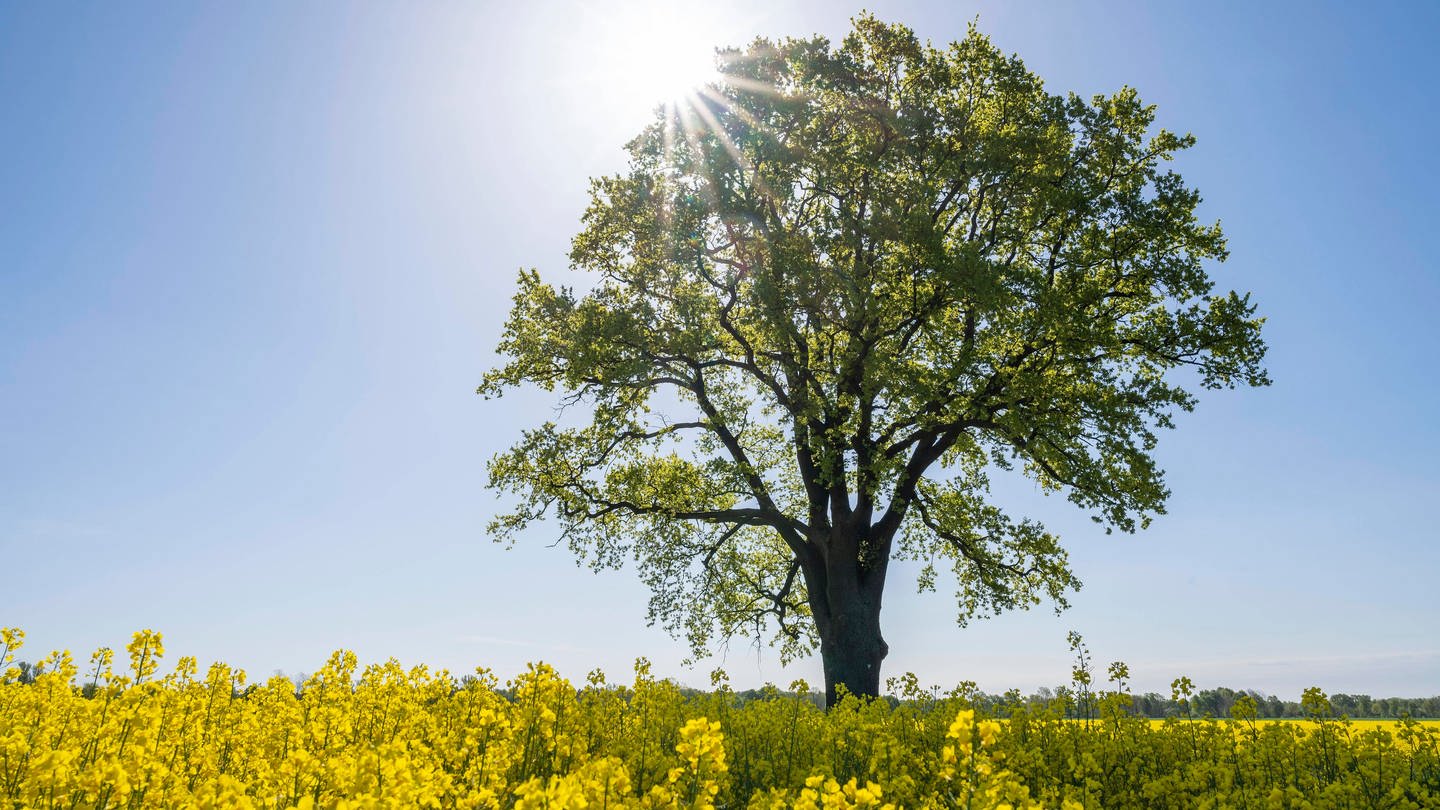 Rapsfeld mit Baum (Foto: IMAGO, Imago)