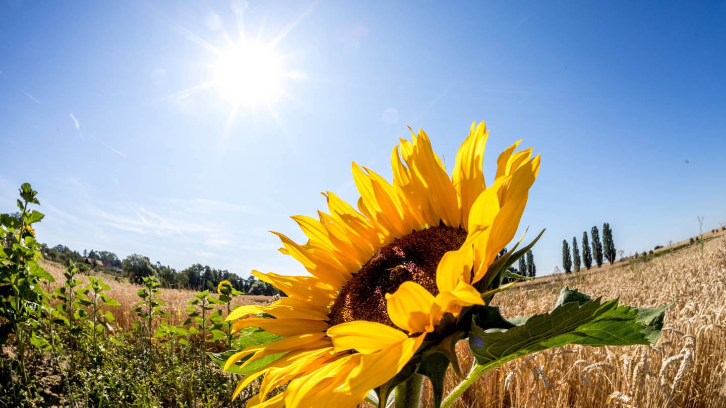 Sonnenblume (Foto: IMAGO, Imago)