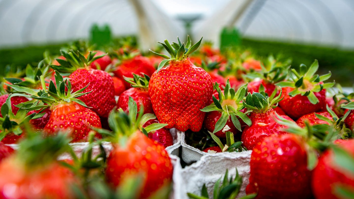 Erdbeeren (Foto: IMAGO, Imago)