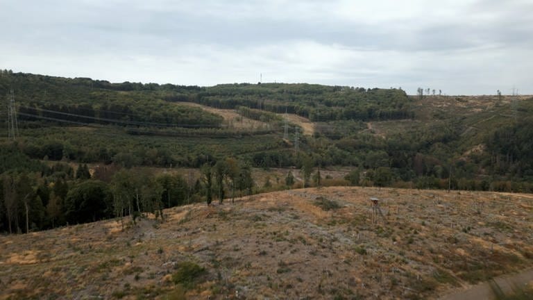 Blick auf das Forstrevier im Westerwald. (Foto: SWR)