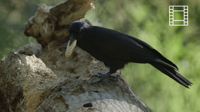 Krähen (Foto: SWR, Martin Schilt)