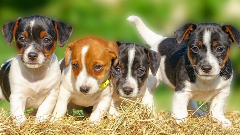 Hundewelpen: Tipps und Tricks - das FAQ zum Hund