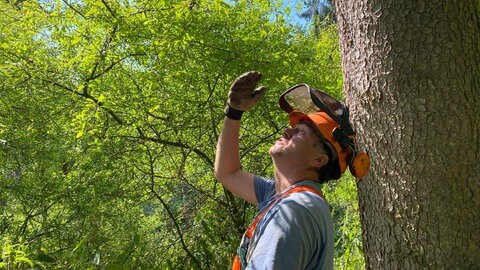 Martin Benzing lehnt in seinem Birkenwäldchen an einem Baum und schaut nach oben in die Baumkrone. Durch die grünen Blätter scheint die Sonne. (Foto: SWR) Martin Benzing lehnt in seinem Birkenwäldchen an einem Baum und schaut nach oben in die Baumkrone. Durch die grünen Blätter scheint die Sonne.