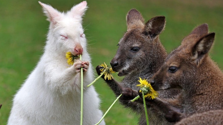 30. April: Mahlzeit! Abigail, das Albino-Bennett-Känguru aus dem Vogelpark in Marlow, Mecklenburg-Vorpommern feiert mit ihren Kumpels ihren ersten Geburtstag. Statt aus einer Torte, die liegt nur schwer im Magen, bestand das Geburtstagsessen aus frischem Löwenzahn. (Foto: picture-alliance / Reportdienste, picture alliance/dpa | Bernd Wüstneck) 30. April: Mahlzeit! Abigail, das Albino-Bennett-Känguru aus dem Vogelpark in Marlow, Mecklenburg-Vorpommern feiert mit ihren Kumpels ihren ersten Geburtstag. Statt aus einer Torte, die liegt nur schwer im Magen, bestand das Geburtstagsessen aus frischem Löwenzahn.