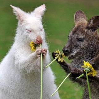 30. April: Mahlzeit! Abigail, das Albino-Bennett-Känguru aus dem Vogelpark in Marlow, Mecklenburg-Vorpommern feiert mit ihren Kumpels ihren ersten Geburtstag. Statt aus einer Torte, die liegt nur schwer im Magen, bestand das Geburtstagsessen aus frischem Löwenzahn.