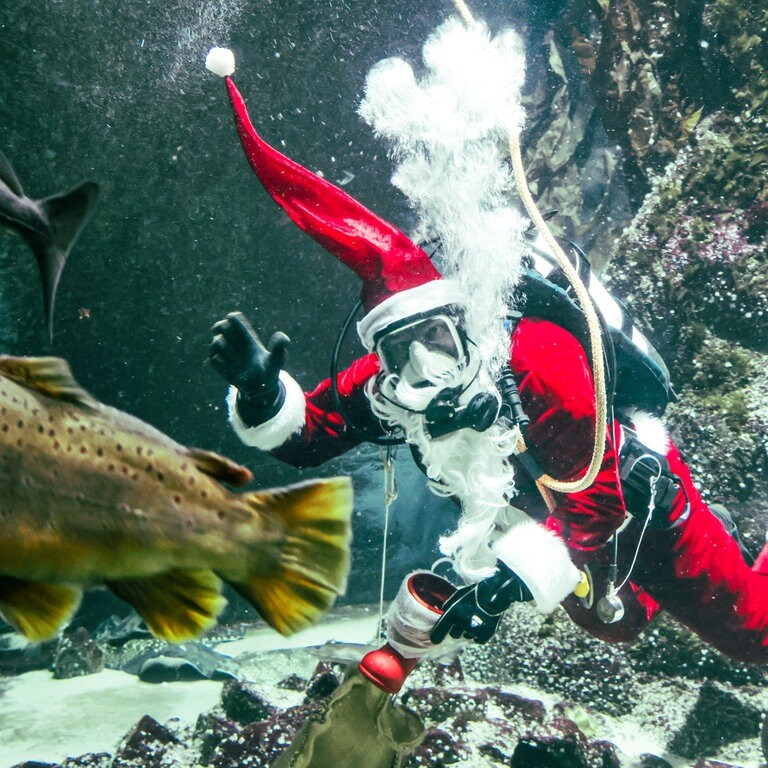 6. Dezember: Der Nikolaus denkt sogar an die Fische im Großaquarium des Multimar Wattforums im schleswig-holsteinischen Tönning. Timo Kaminski, Leiter des Multimar Aquarien- und Tierpflegebereichs, taucht als Nikolaus verkleidet zur Fütterung. Als besondere Bescherung gab es für die tierischen Bewohner Makrelen und Scampi. (Foto: picture-alliance / Reportdienste, picture alliance/dpa | Frank Molter)
